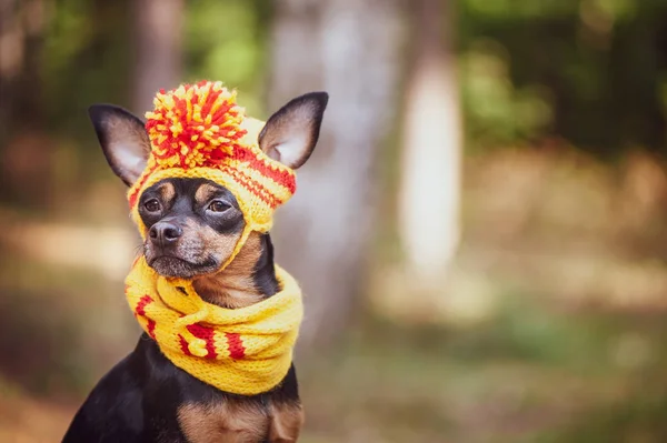 秋天公园里戴着围巾和帽子的狗。秋天的主题。有趣 — 图库照片