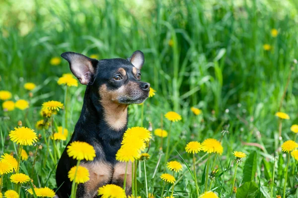 Schattige puppy, hond in het voorjaar gele kleuren op een bloemrijke weide, po — Stockfoto