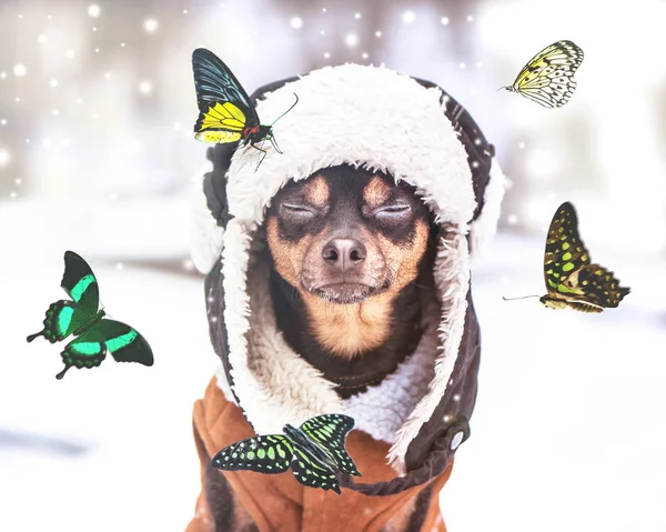 Konzeptträume werden wahr, Wunder, ein Hund mit geschlossenen Augen sitzt — Stockfoto