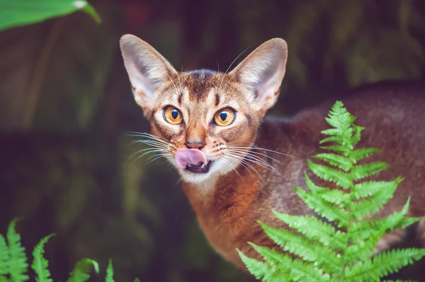 Abissínio gato lambe como um predador, foto em estado natural — Fotografia de Stock