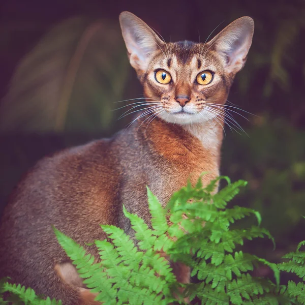 Portré egy gyönyörű Abesszin macska természetes körülmények között a — Stock Fotó