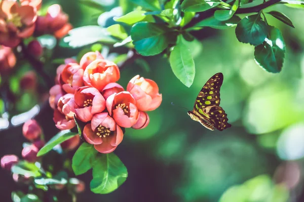 Borboleta bonita e ramo de árvore florescente, botões cor-de-rosa em — Fotografia de Stock