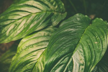 Arka plan güzel yapılandırılmış tropikal yaprak, şık e tonda