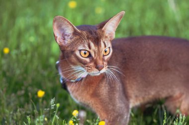 Mükemmel Abyssinian kedi yakın çekim portre bir yürüyüş, bir g bir kedi