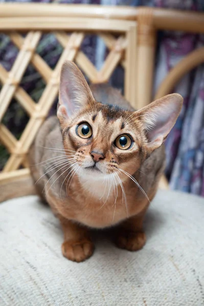 Muy hermoso Abisinio gato, gatito en el fondo de un lav —  Fotos de Stock