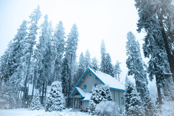 Krásný zimní les a zasněžené stavení. Jedy a borovice i. — Stock fotografie