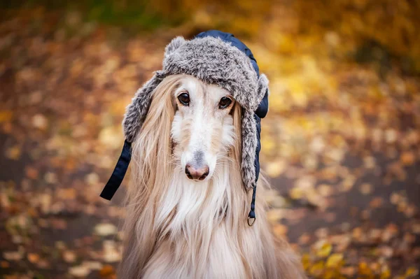Dog Afghan Hound Funny Fur Hat Background Autumn Forest Roupa — Fotografia de Stock
