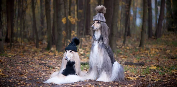 两只有趣的 非常可爱的阿富汗猎犬的帽子和围巾在森林的背景下 时尚的女人 美丽的 狗的概念服装 — 图库照片
