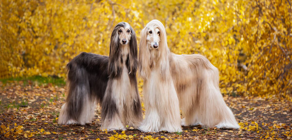 Two dogs, beautiful Afghan greyhounds, full-length portrait, against the background of the autumn forest, are looking at the camera.