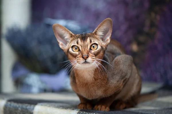 Erittäin kaunis abessinialainen kissa, kissanpentu lavin taustalla — kuvapankkivalokuva