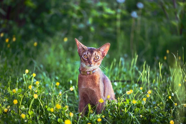 Abyssinian cat collar, close-up portrait, walks along the lawn w