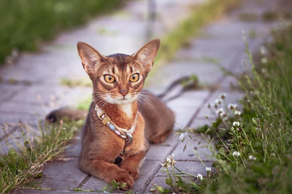 Gyönyörű Abesszin macska egy gallér, közeli portré, Kecs — Stock Fotó