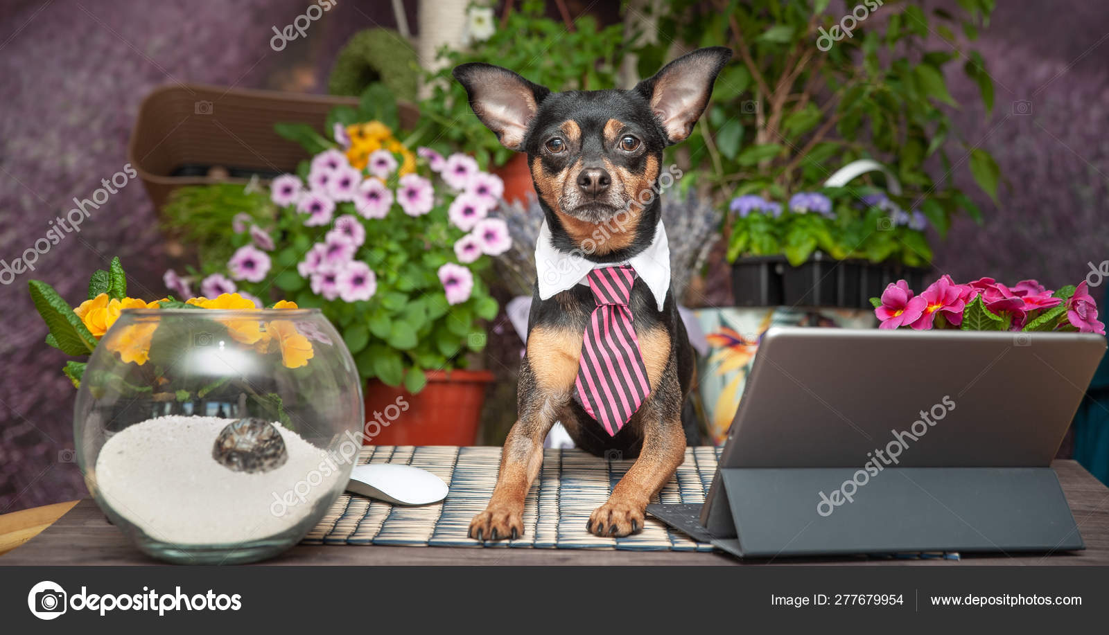 Happy Dog In A Tie With Laptop Working At A Desk Against The Ba