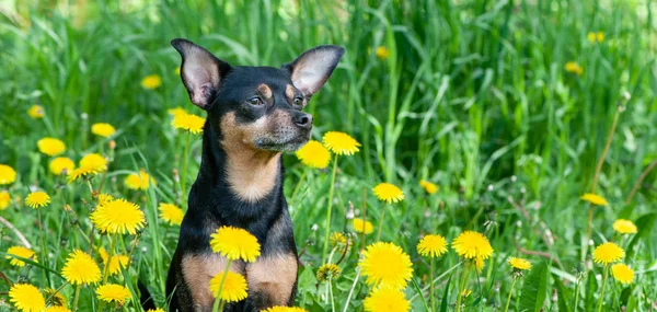 Niedlicher Welpe, Hund in Frühlingsgelb auf einer Blumenwiese, — Stockfoto