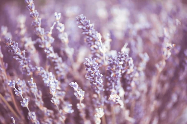 Delicate floral background close-up, lavender flowers toned phot