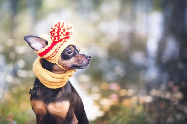 Cagnolino con cappello e sciarpa autunnali. Divertente, simpatico cucciolo. Tema — Foto Stock