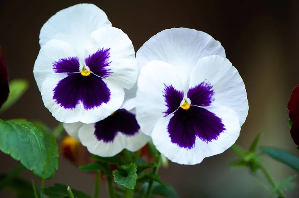 Close up de azul e branco pansy flores ou pálias florescendo em — Fotografia de Stock