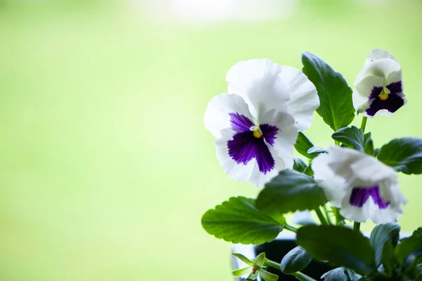 Close up of blue and white pansy flowers or pansies blooming in — Stock Photo, Image