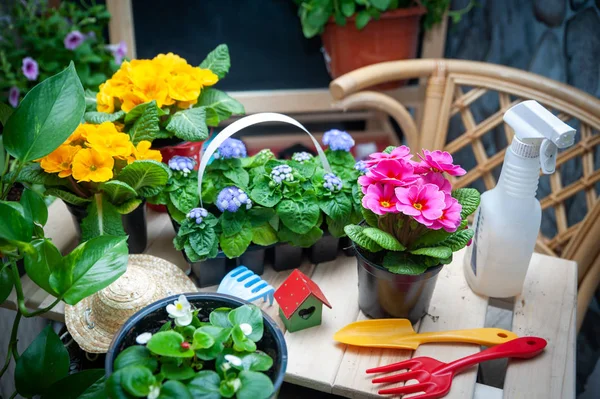 Conceito elegante de jardinagem, planejamento de plantio, floricultura — Fotografia de Stock