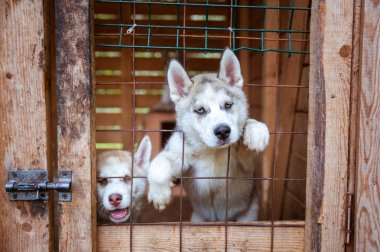 Sevimli husky yavru çocuk kafesi çıkmak istiyorum. İki pupp
