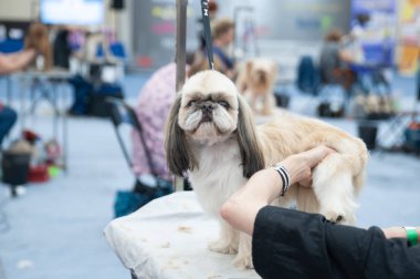 Köpek Show'da Shih tzu, masada damat, metin için alan
