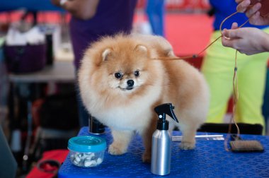 Pomeranian Spitz köpek şovunda, masada hazırlanıyor.