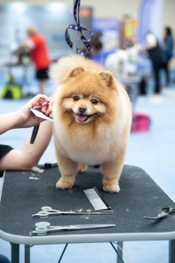 Pomeranian Spitz köpek şovunda, masada hazırlanıyor.