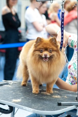 Pomeranian Spitz köpek şovunda, masada hazırlanıyor.