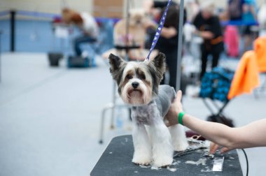 Yorkshire Teriyer Köpek Fuarı hazırlanıyor, metin için boşluk