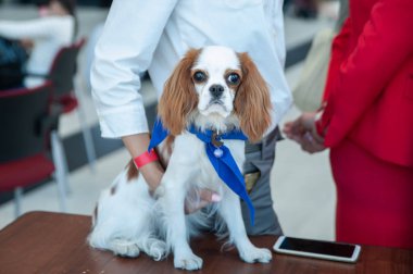 Beyaz ve kırmızı kral Charles bir köpek şovunda spanyel portre