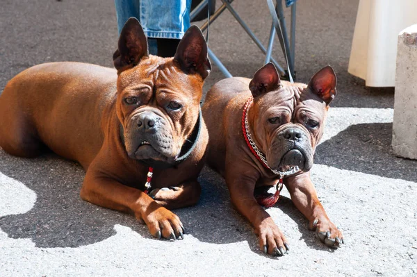 Chongqing dog, Chinese dog breed at dog show, Photo of two red d