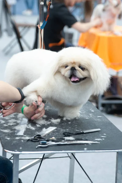 Pekingese bij de honden show, Grooming op de tafel — Stockfoto