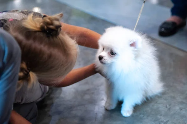 Schattige puppy witte Spitz speelt met kinderen bij een hond show, looks — Stockfoto