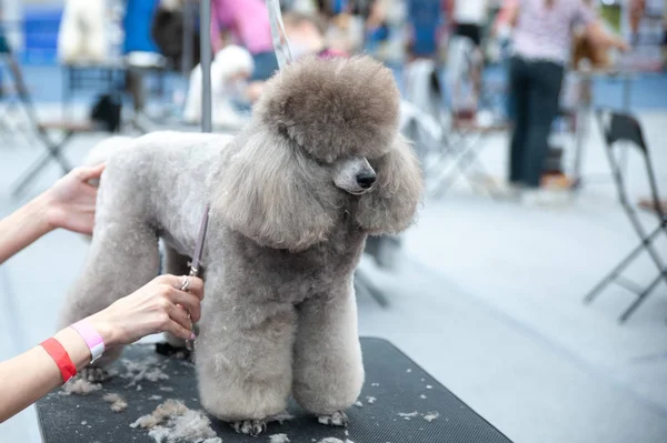 Poodle at the Dog Show, grooming on the table — Stock Photo, Image