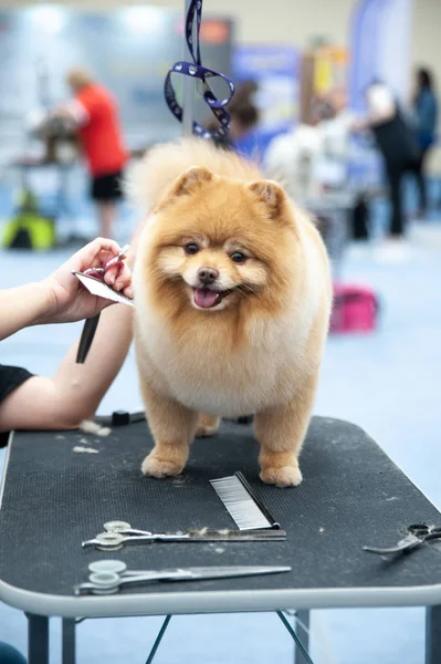 Pomeranian Spitz köpek şovunda, masada hazırlanıyor. — Stok fotoğraf