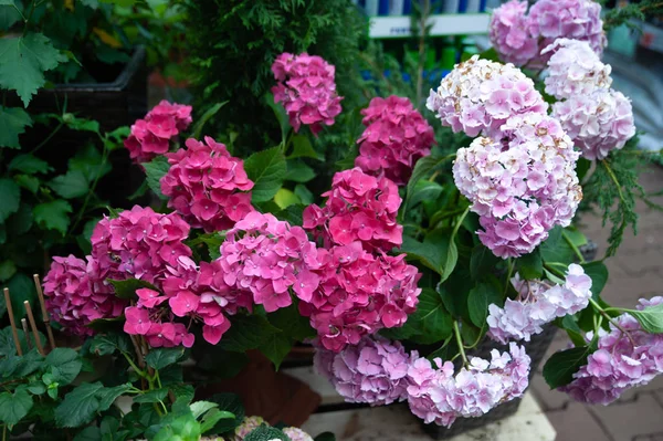 Hortênsia rosa em vasos em uma loja, loja de flores, jardinagem — Fotografia de Stock