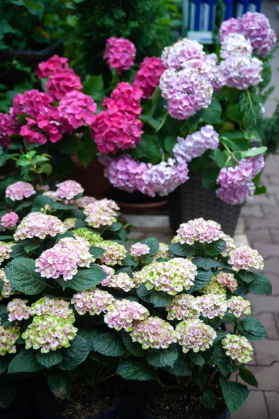 Hortênsia rosa em vasos em uma loja, loja de flores, jardinagem — Fotografia de Stock