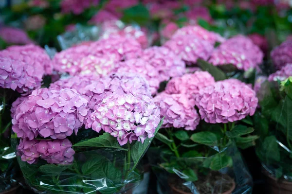 Hortensia rose dans des pots dans une boutique, boutique de fleurs, jardinage — Photo