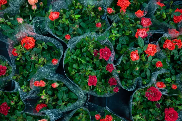 Rosas vermelhas em pacotes de loja de flores — Fotografia de Stock