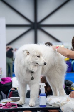 Köpek Show'da Samoyed, masada damat
