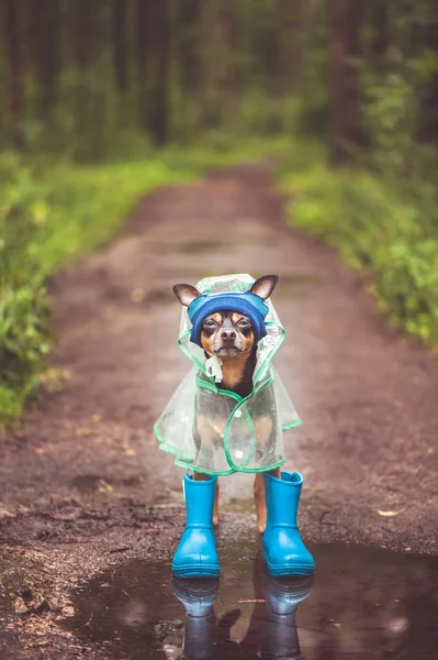 Yağmurluk ve lastik çizmeli bir köpeğin yaratıcı fotoğrafı. Yağmurlu biz