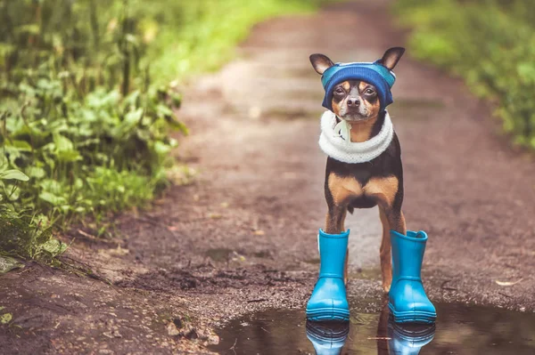 Bir kap ve kauçuk çizmeler bir fo su birikintisi ayakta Komik köpek