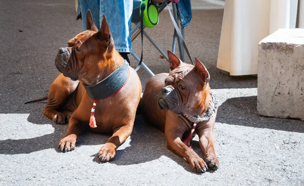 Chongqing dog, Chinese dog breed at dog show, Photo of two red d