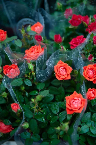 Rosas rojas en paquetes de florerías — Foto de Stock