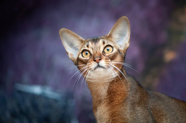 Muy hermoso Abisinio gato, gatito en el fondo de un lav —  Fotos de Stock