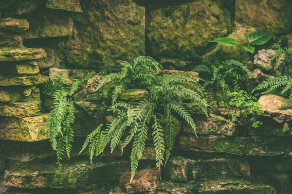 Plantas tropicales y helechos que crecen en las rocas, fondo — Foto de Stock