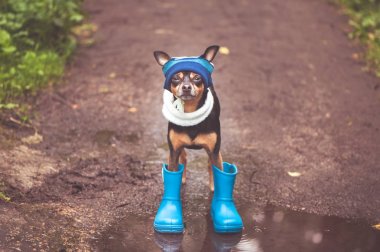Çok sevimli köpek yavrusu, şapka lı bir köpek ve lastik çizmeler duruyor 