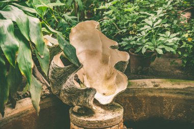 Büyük inci istiridye kabuğu bir egzotik tropik bahçe '.