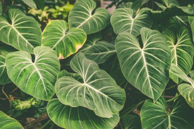 Büyük yeşil tropikal arka plan, doku bırakır. Renkli şık