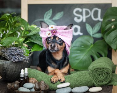 Masaj ve spa, spa bakım arasında bir havlu sarık içinde a köpek